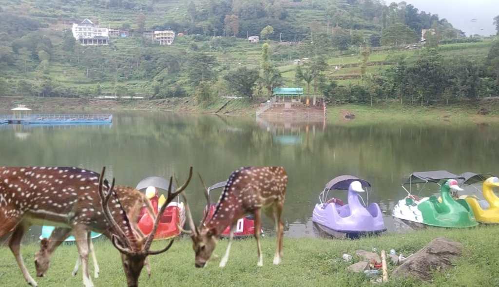 Tingkatkan Pesona Telaga Wahyu, Disparbud Datangkan Tiga Rusa Totol