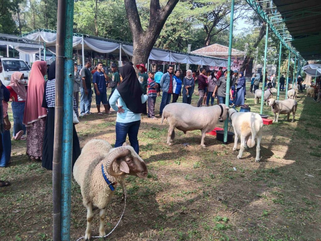 Ratusan Ekor Kambing dan Domba di Karesidenan Madiun Ikuti Kontes di&nbsp;Magetan