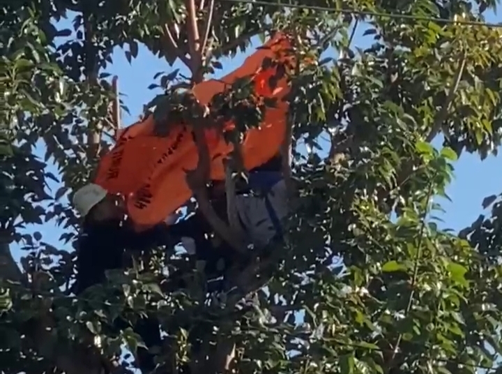 Cari Pakan Ternak Berujung Maut, Warga Desa Bangsri Tewas Tersengat Listrik di Atas Pohon